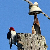 Red-headed Woodpecker, Tuna R:d, Bolivar Pennisula, Texas